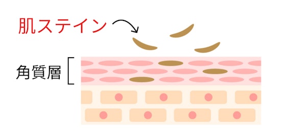 角質層に潜む肌ステイン