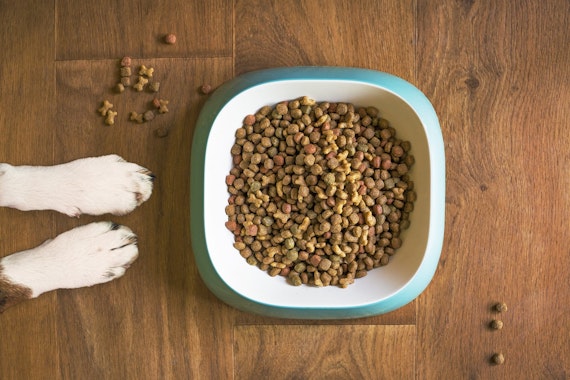 https://cdn.pixabay.com/photo/2020/05/13/21/03/dog-food-5168940_1280.jpg